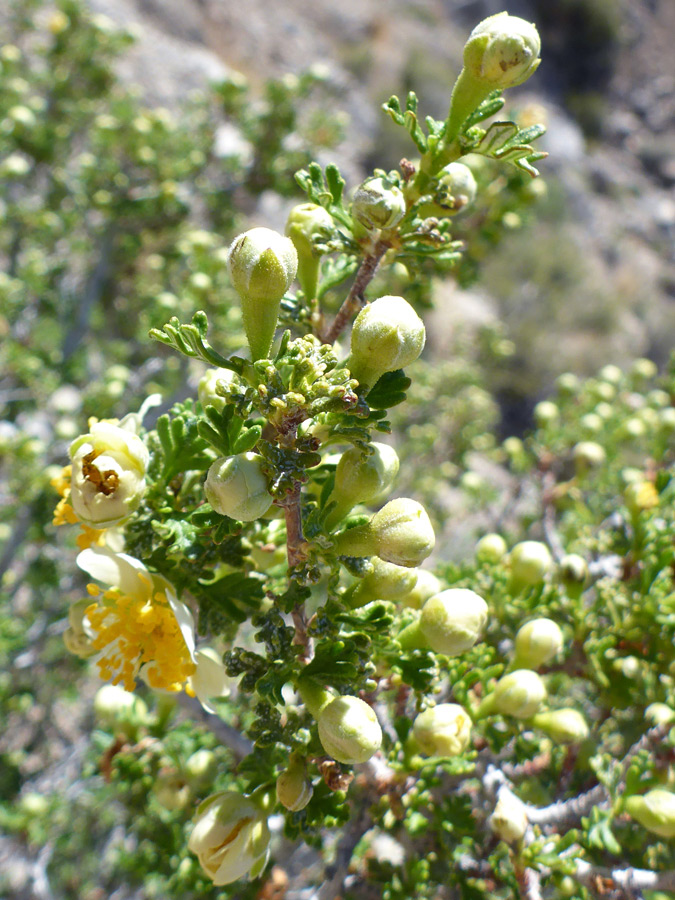 Greenish buds