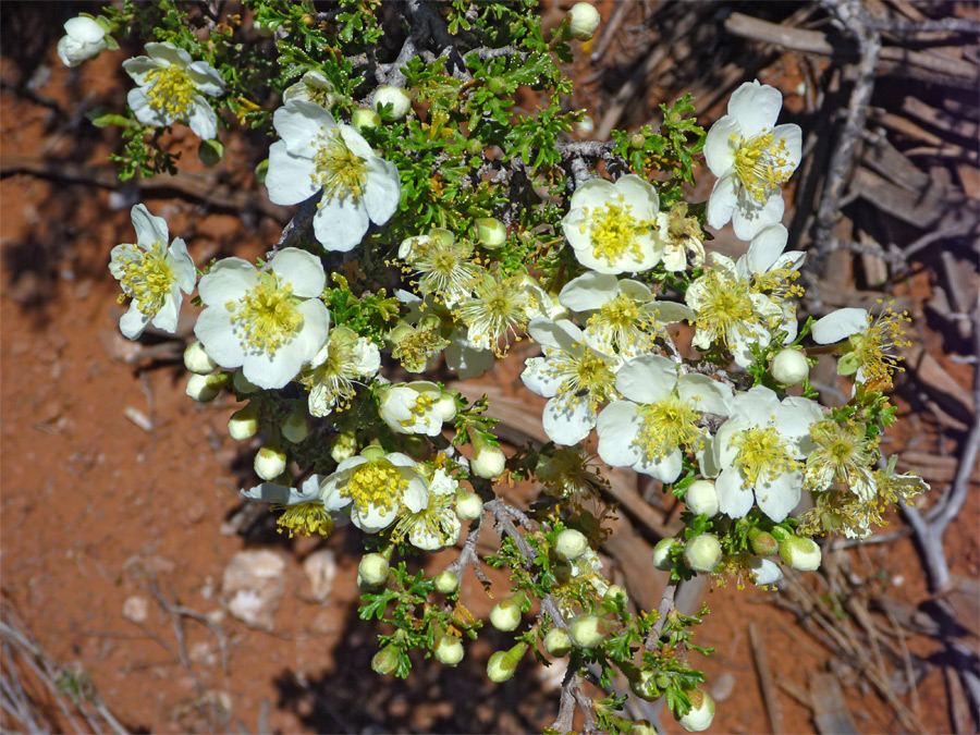 Buds and flowers