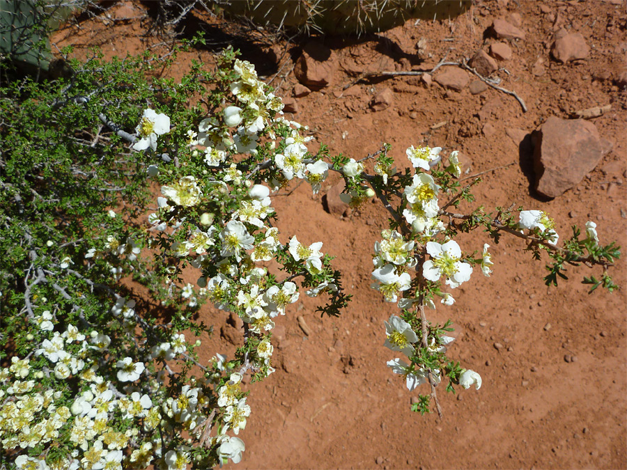 Many flowers