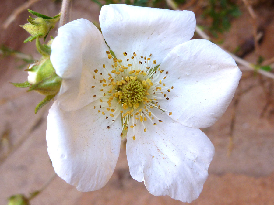 Large flower