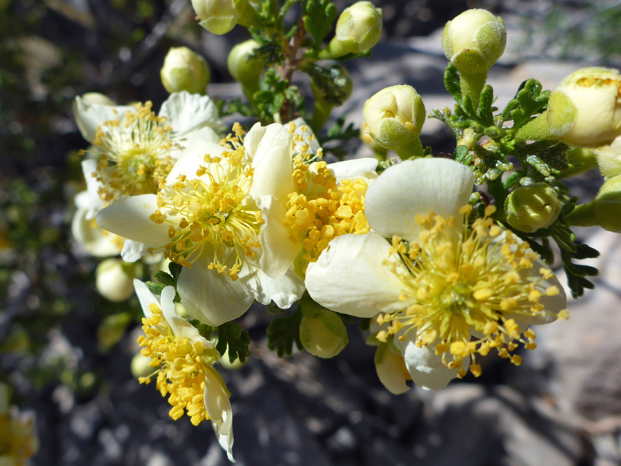 Flowers and buds