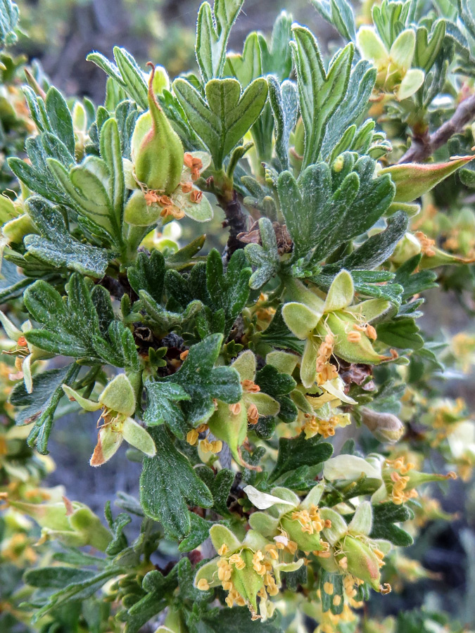 Leaves and flowers