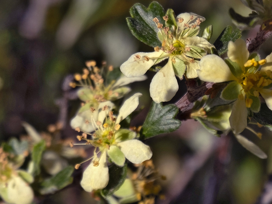 Pair of flowers