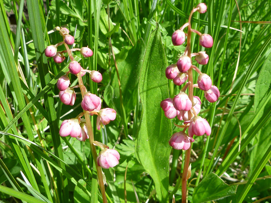 Two flower stalks