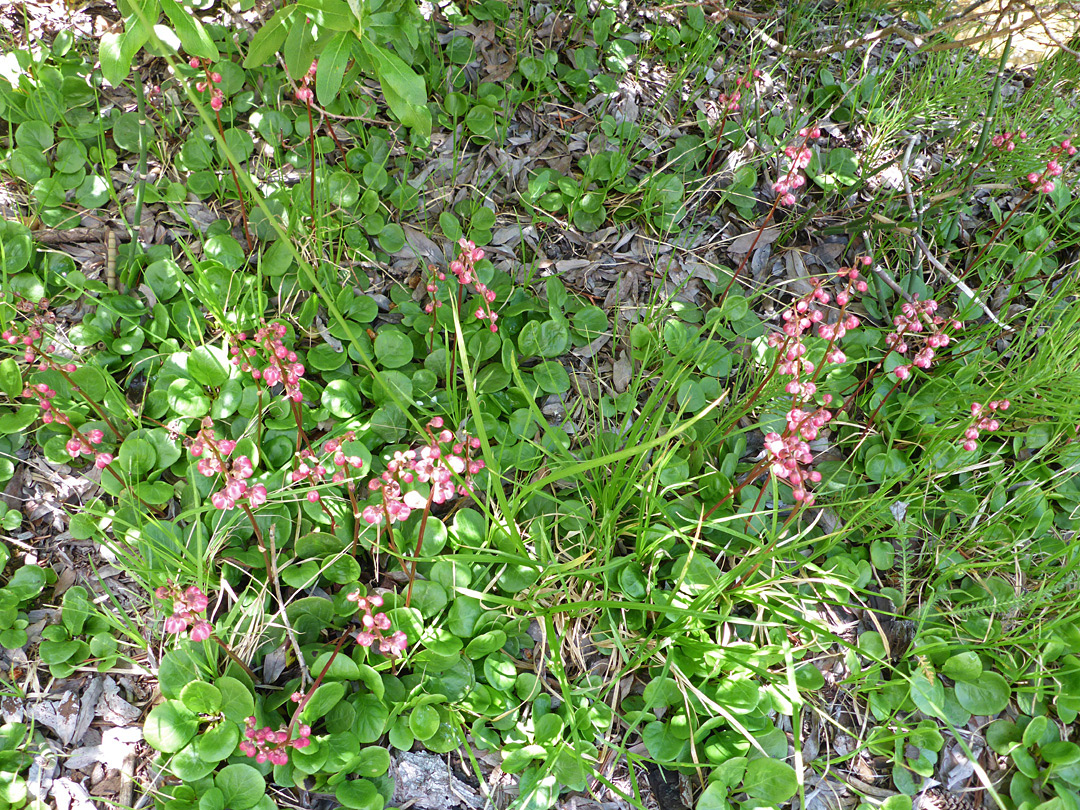 Laaves and flowers