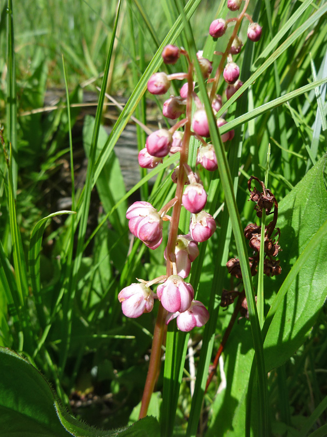 Flower spike