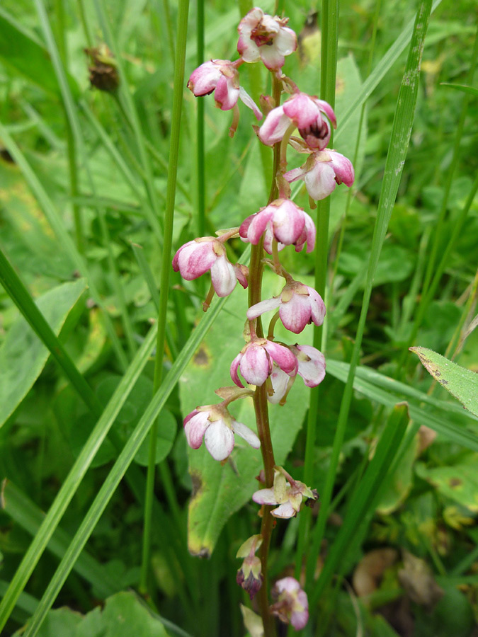 Pink and white flowers