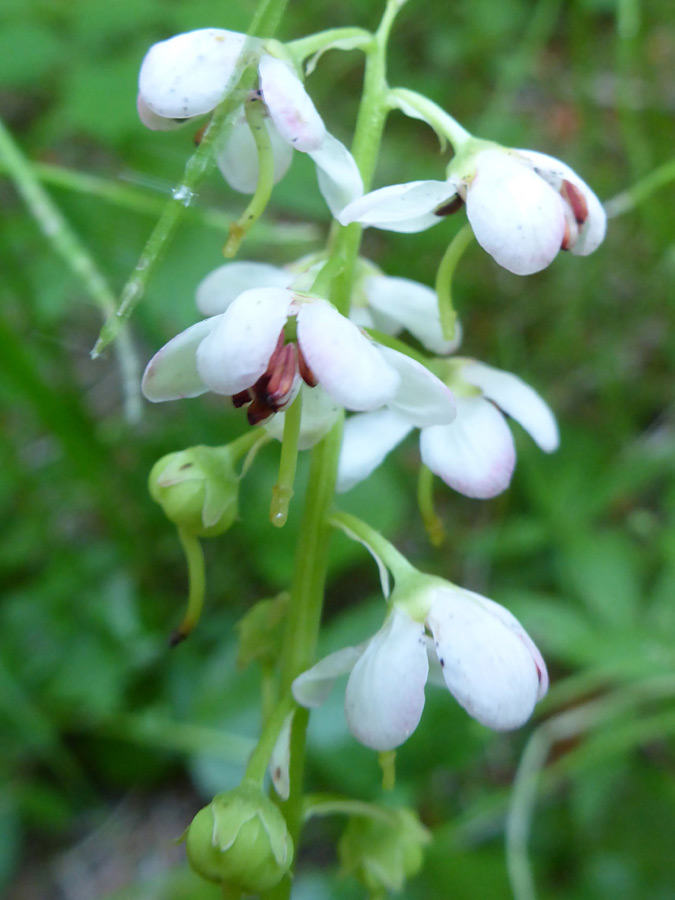 White flowers