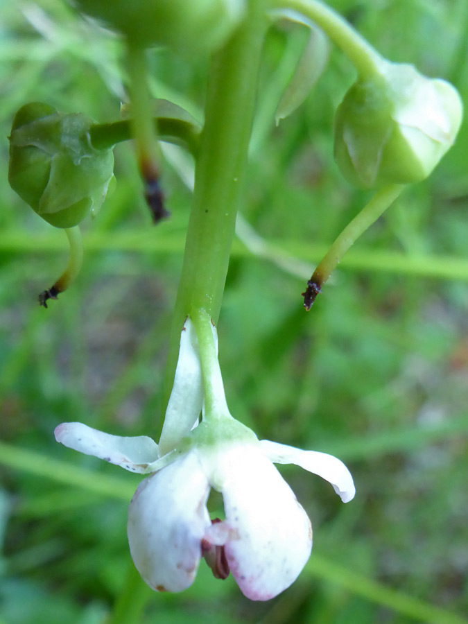 Flower and fruits