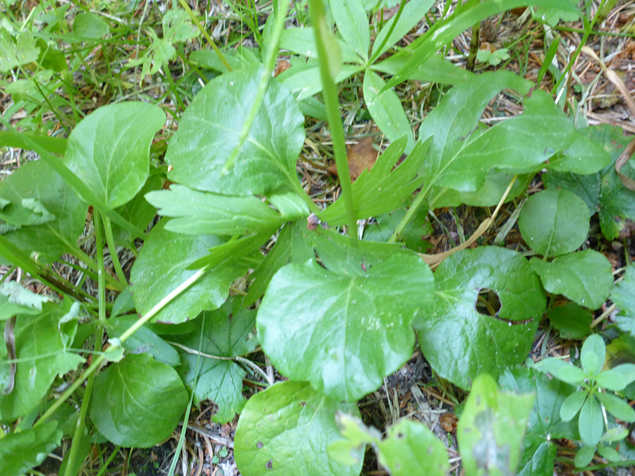 Basal leaves