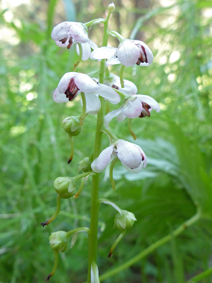 Elongated inflorescence