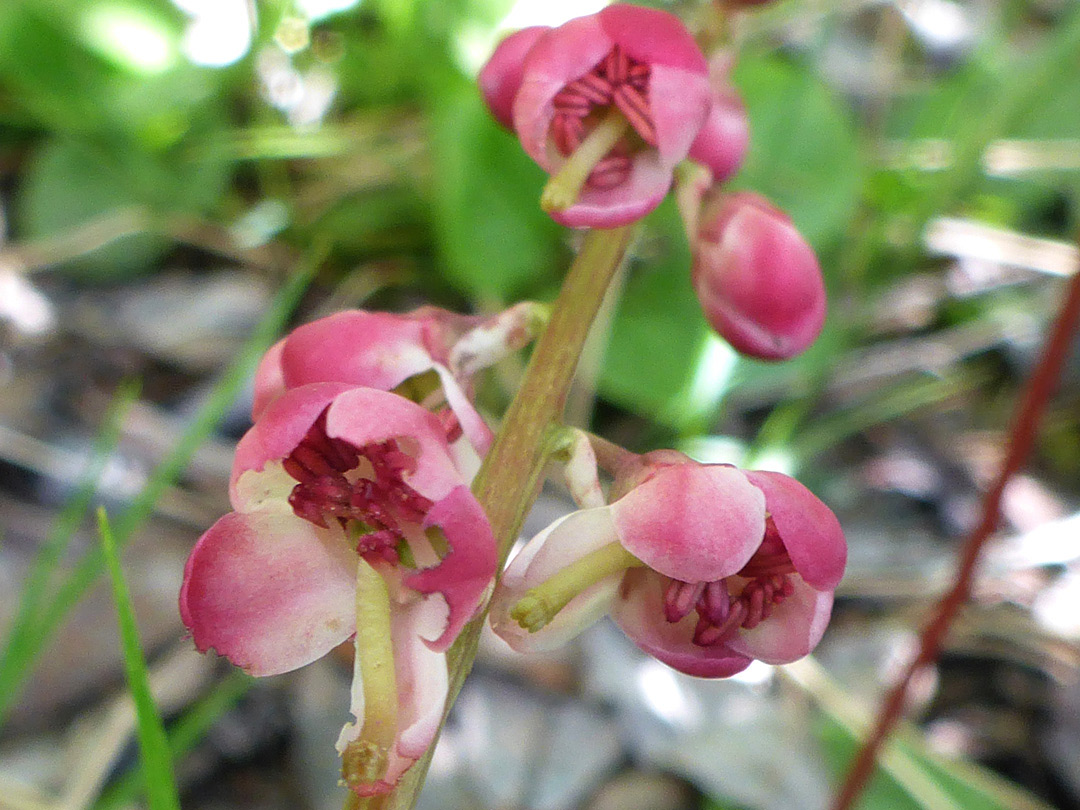 Reddish-pink flowers