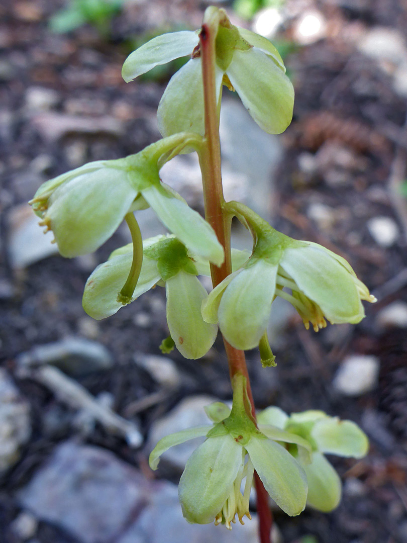 Pendent flowers