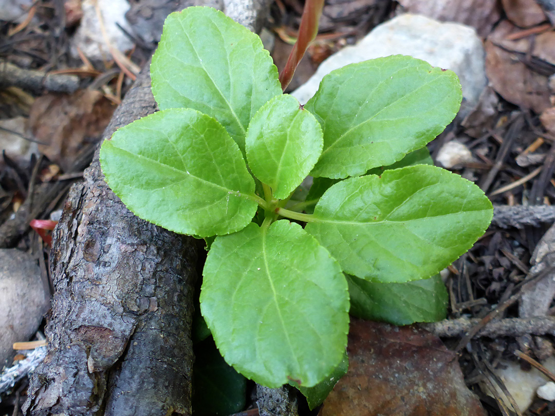 Shallowly-toothed leaves