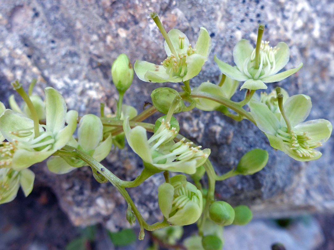 Creamy-white flowers