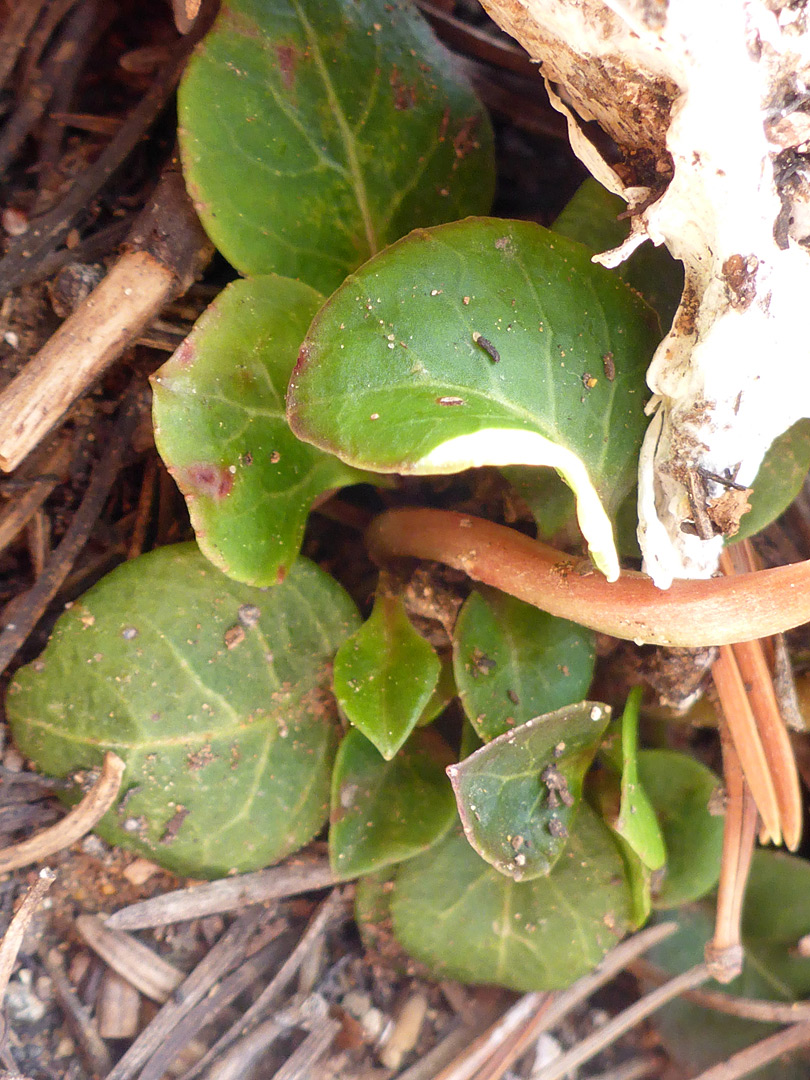 Basal leaves