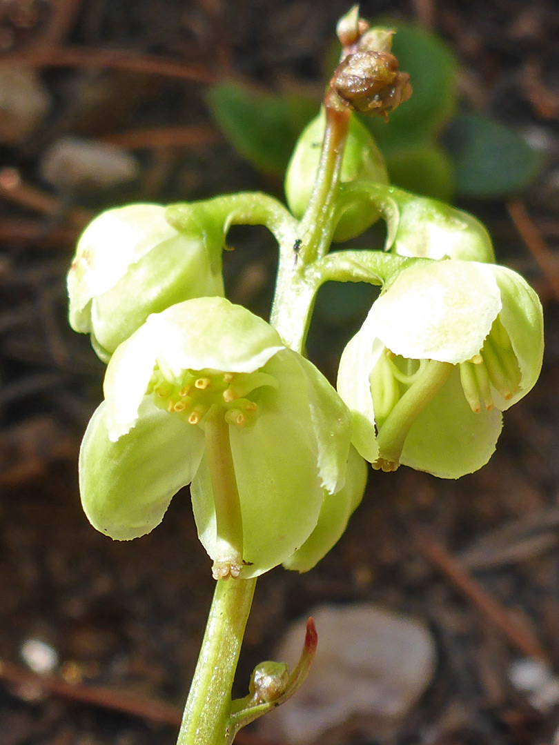 Stamens and pistil