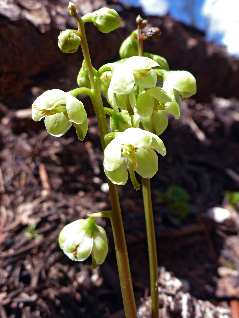 Greenish flowers