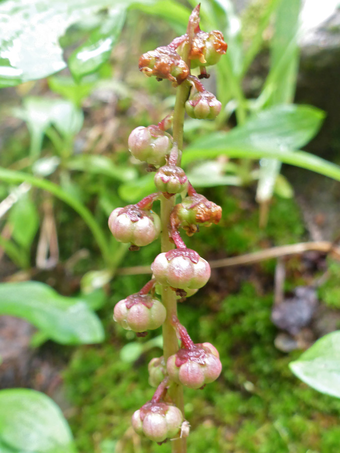 Elongated inflorescence