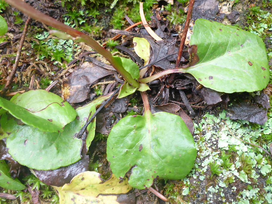 Round leaves