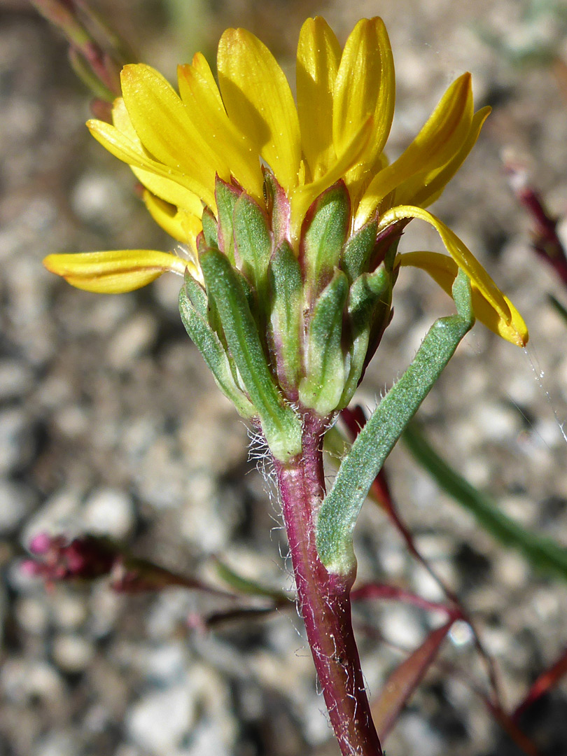 Florets and phyllaries