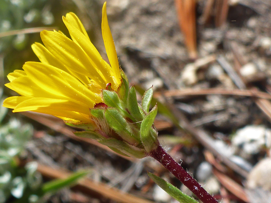 Pointed phyllaries