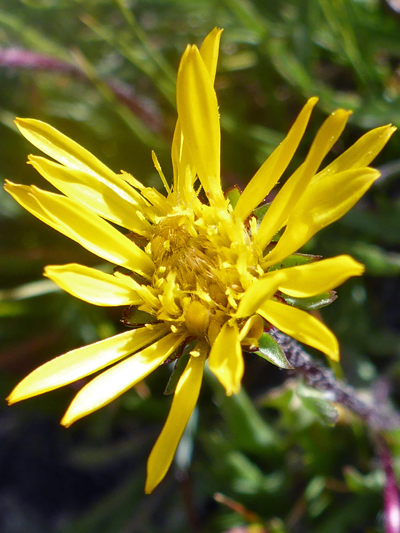 Yellow ray and disc florets