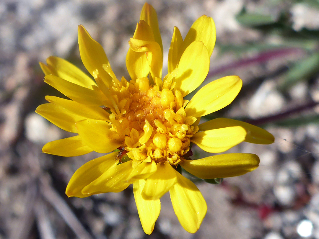 Yellow flowerhead