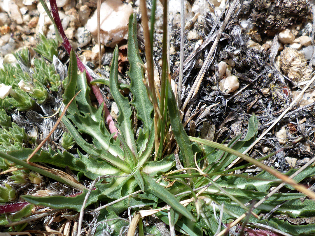 Basal leaves