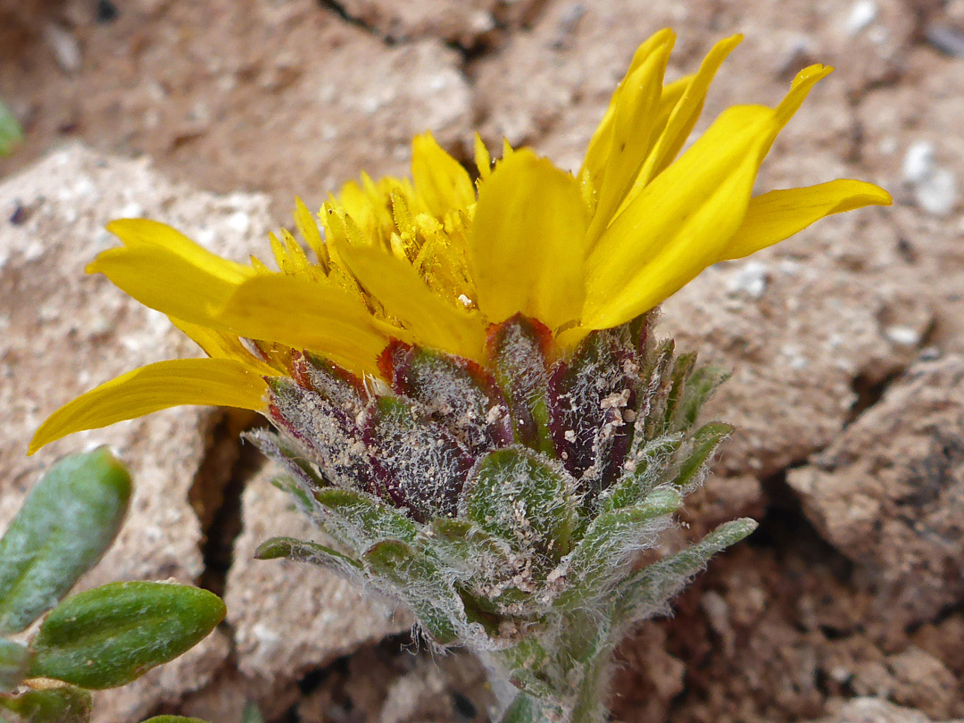 Broad, hairy phyllaries