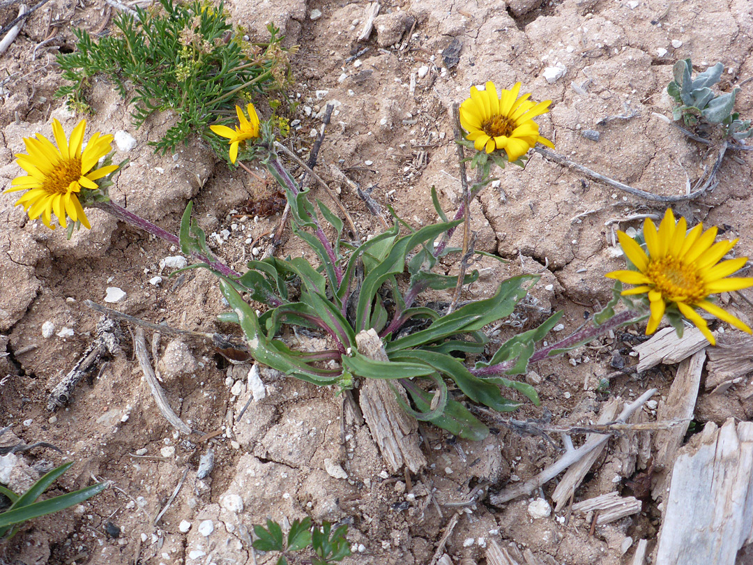 Four flowerheads