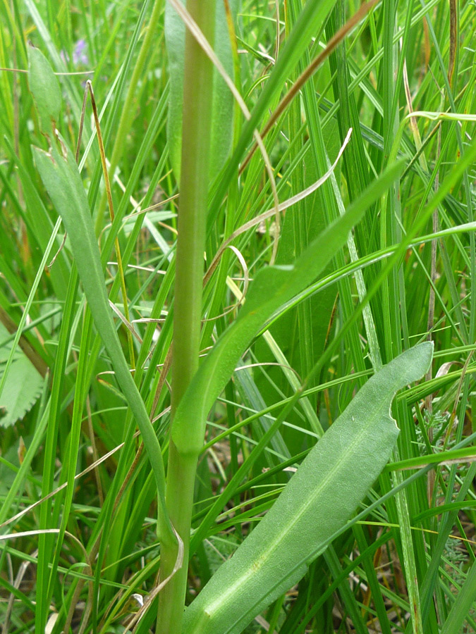 Stem and leaves