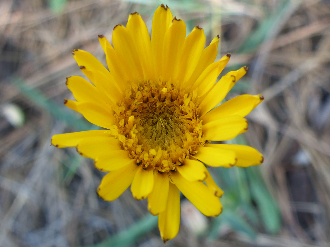 Yellow flowerhead