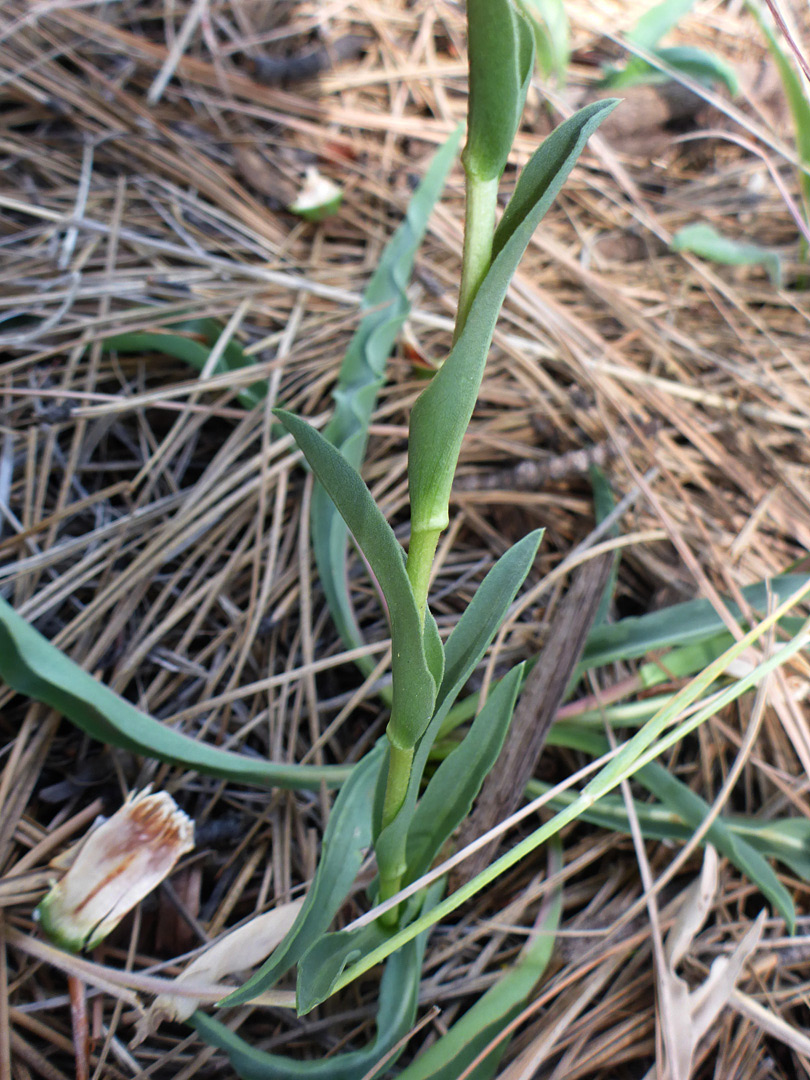 Clasping stem leaves