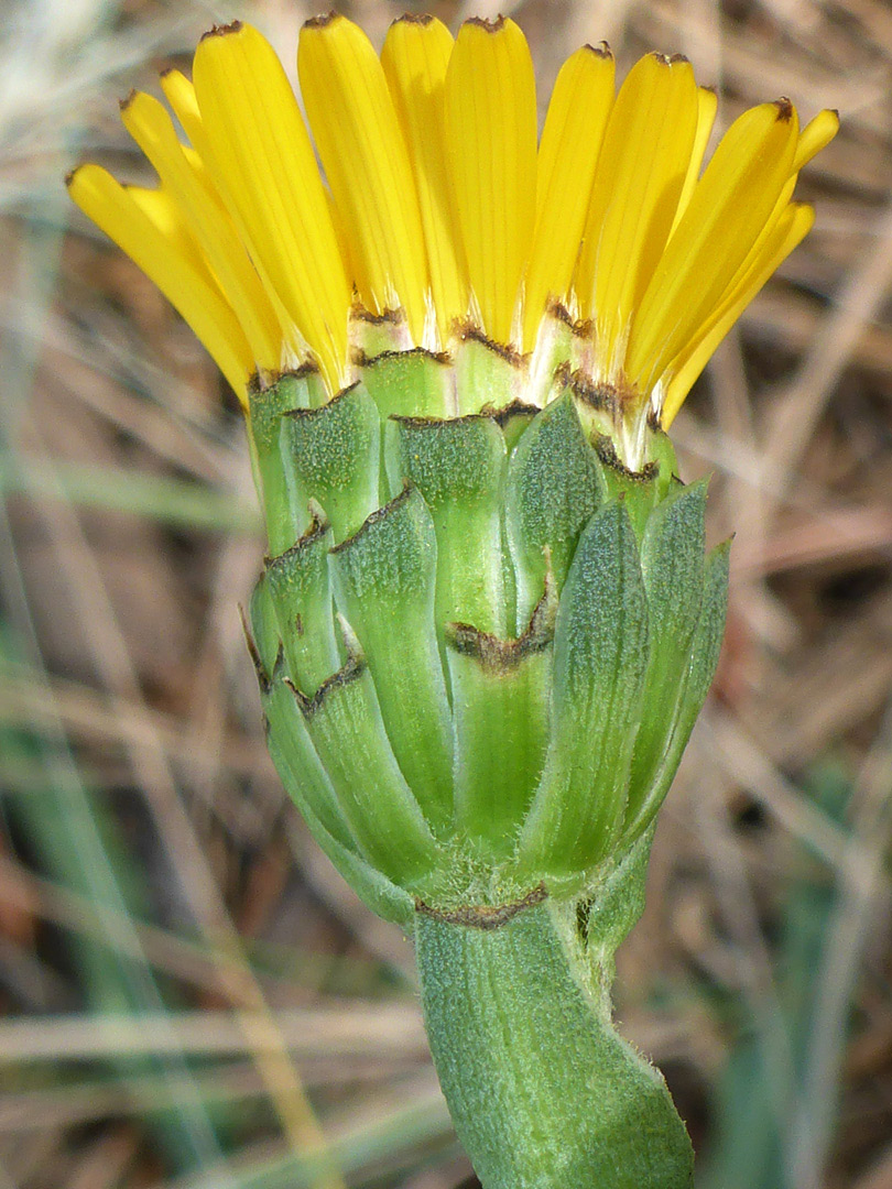 Green phyllaries