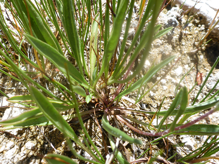 Basal leaves