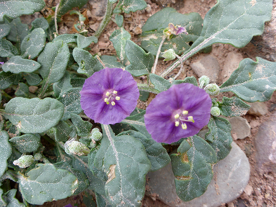 Dark green leaves