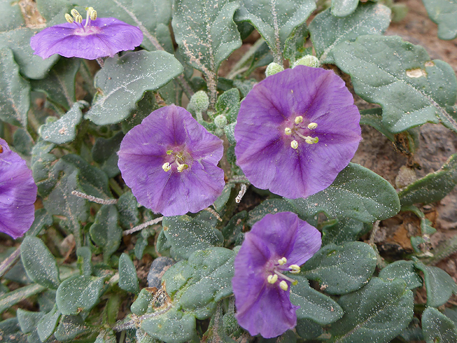 Leaves and flowers