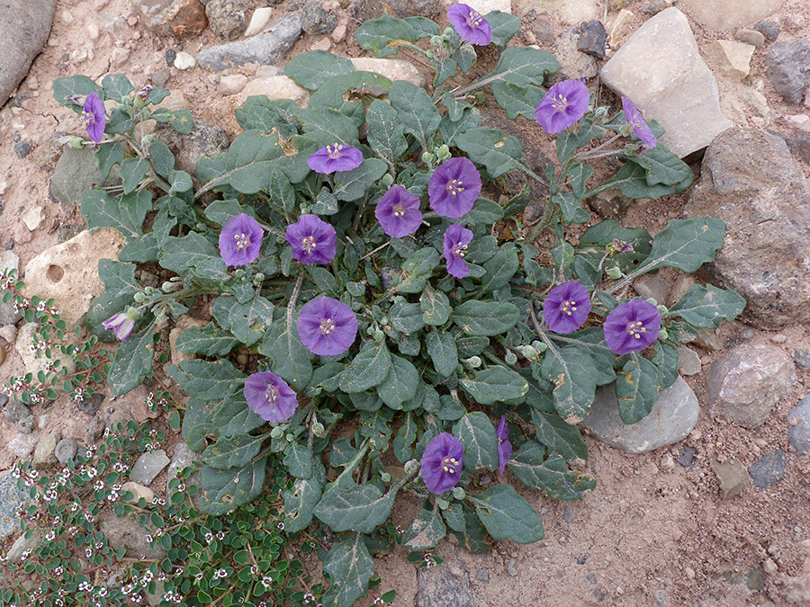 Low-growing plant