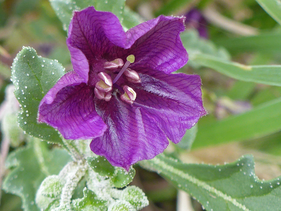 Opening flower