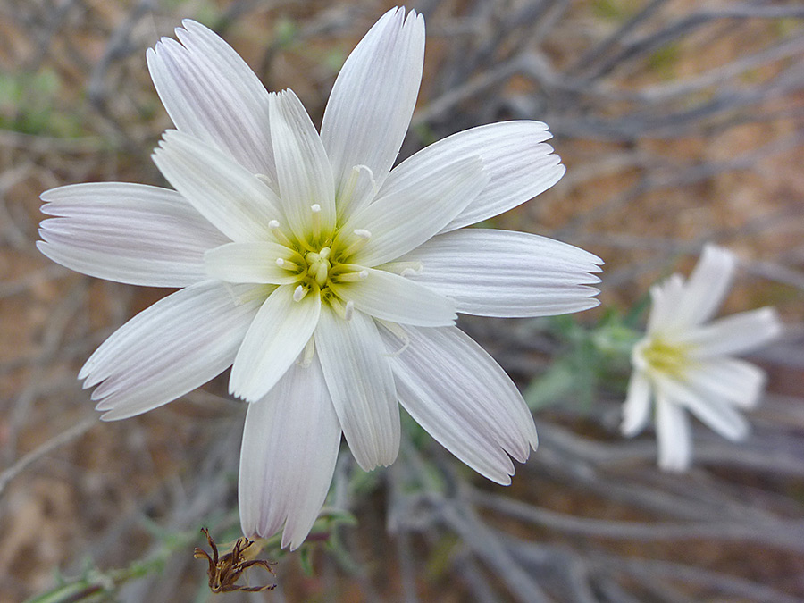 Overlapping petals