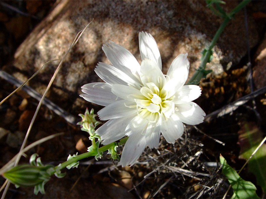 Large flower