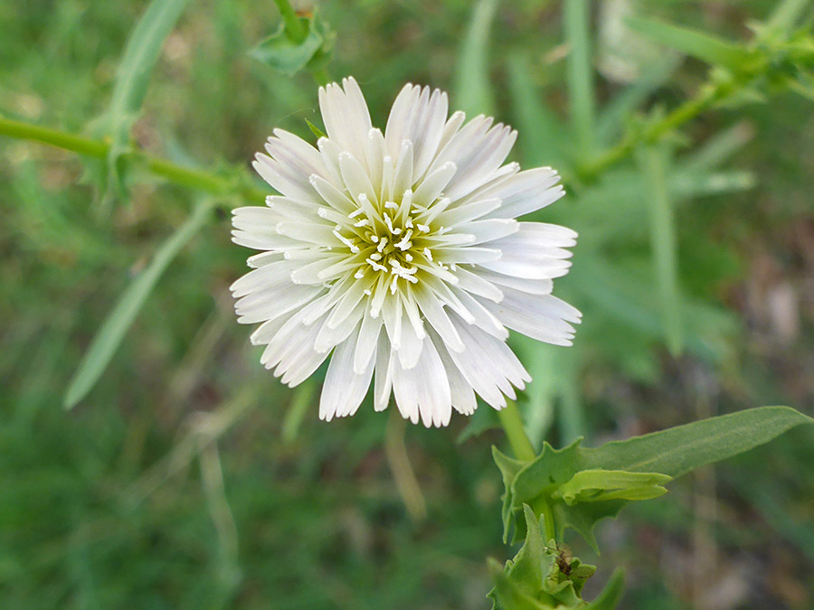 Flowerhead