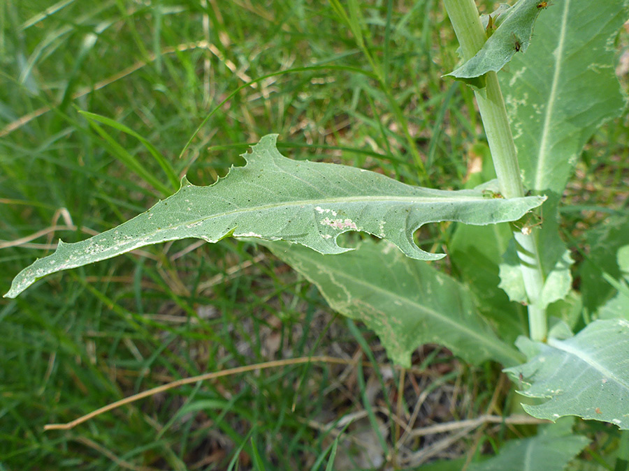 Long leaf