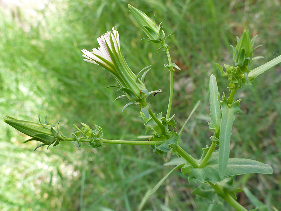 Bracts and stem leaves