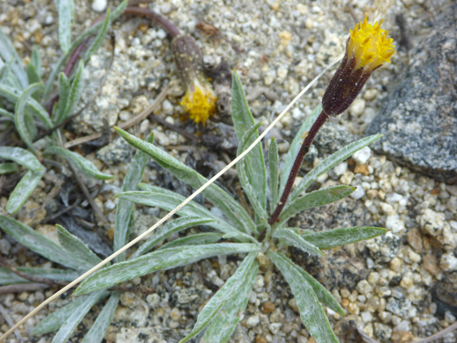 Leaves and flower stalk