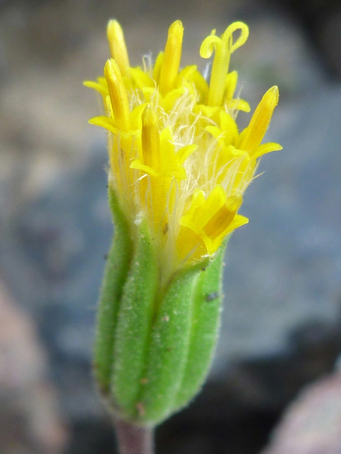 Flowerhead