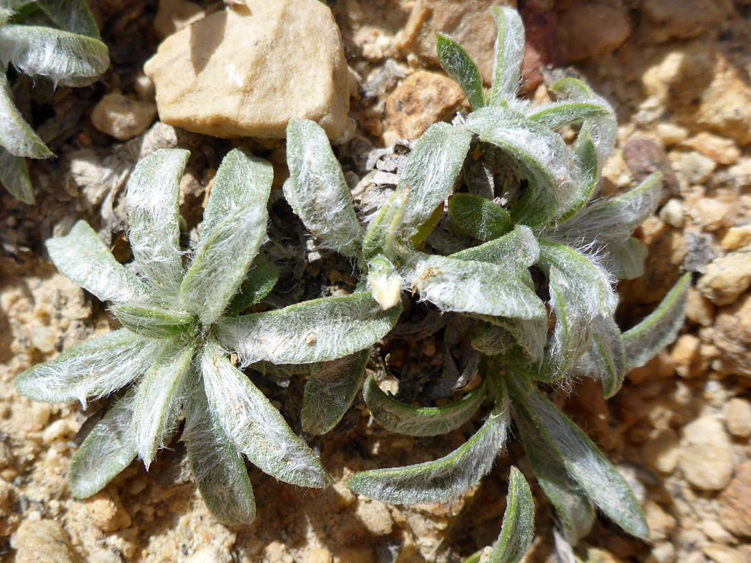 Leaf rosettes