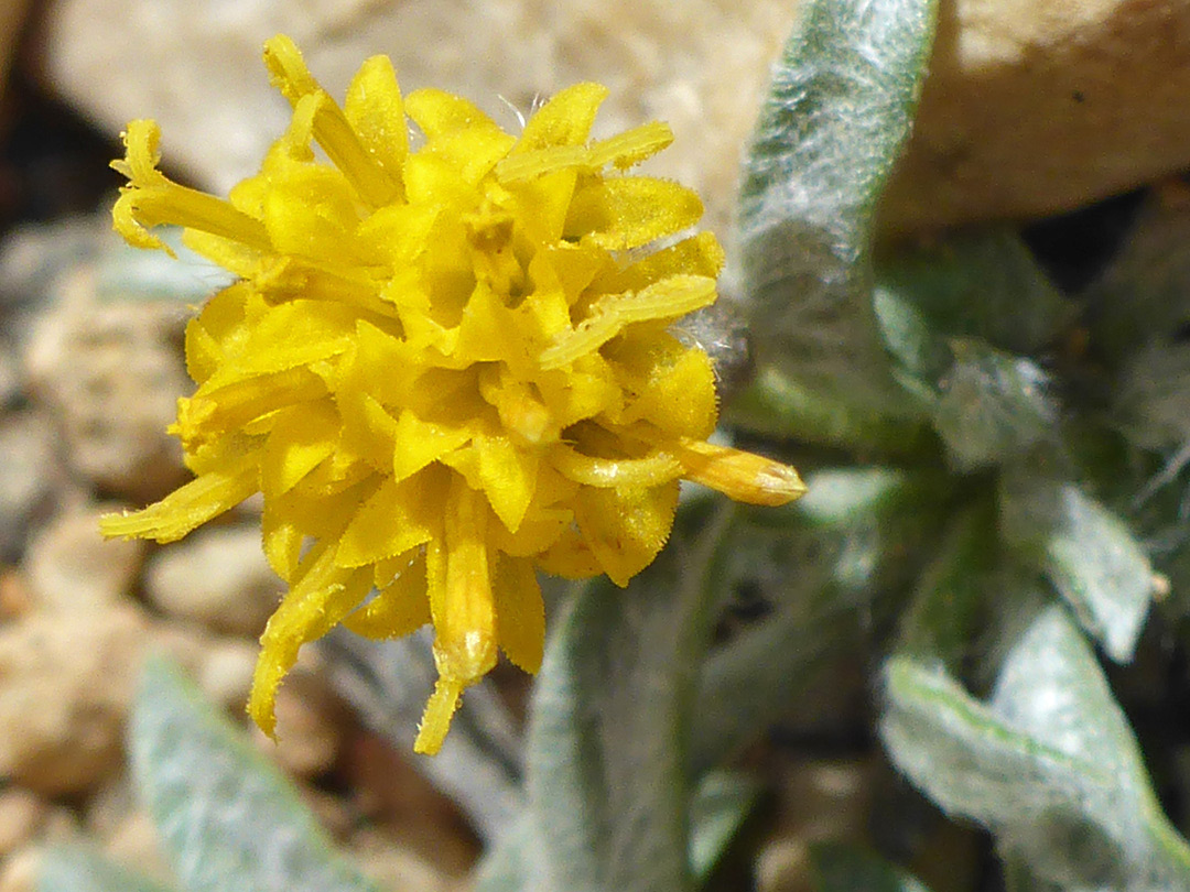 Yellow flowerhead