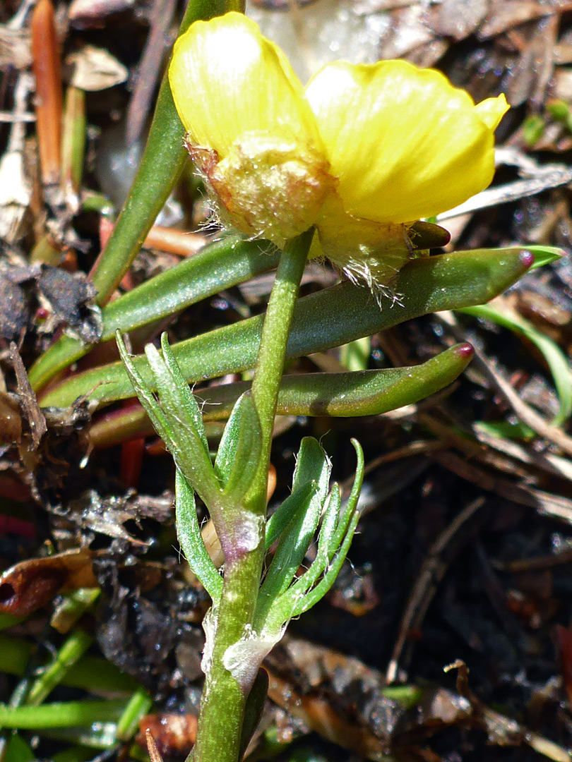 Hairy sepals